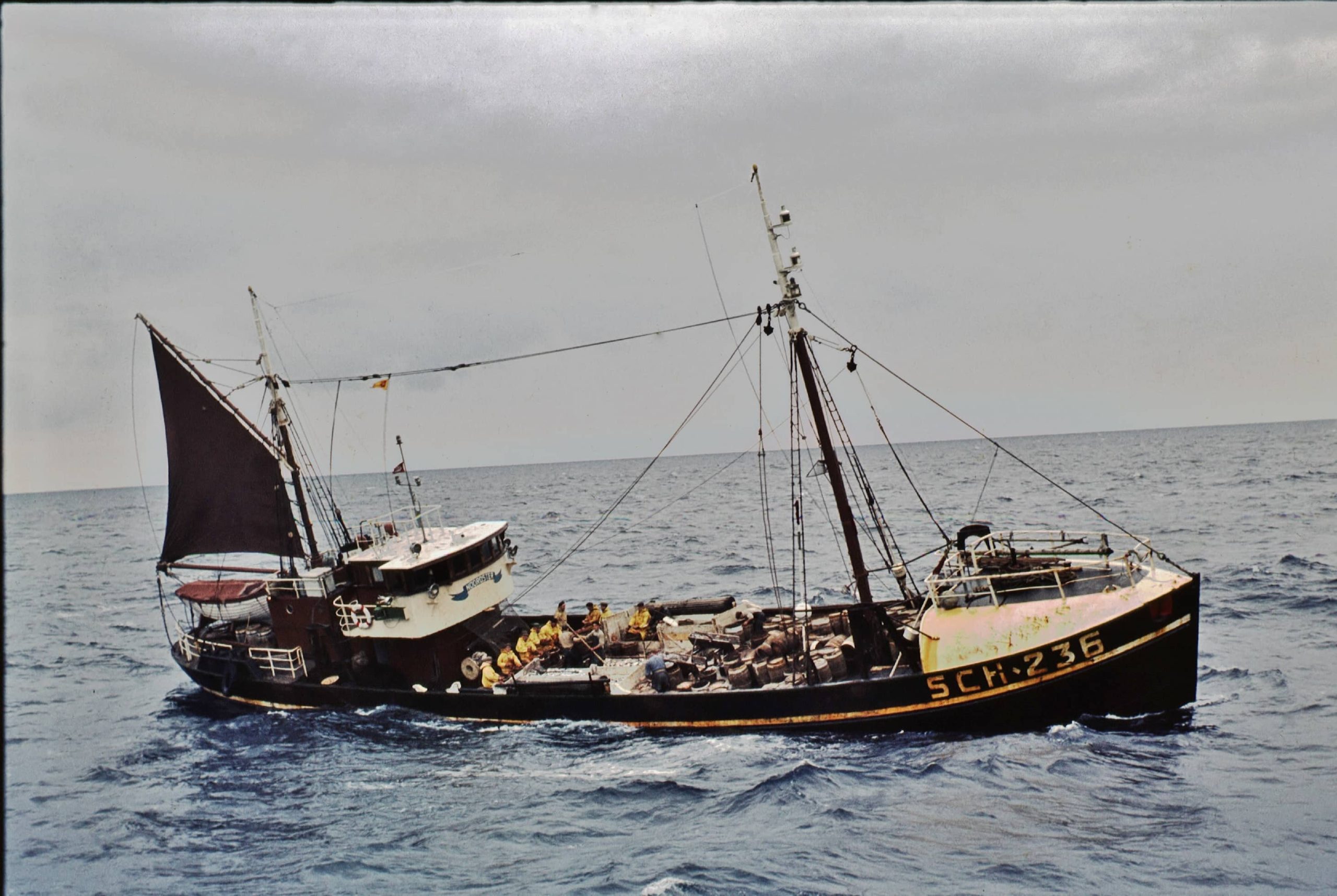 Noordster haringkakend in volle zee